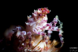 for this image I'm using 1 subsea +10 & 1 F.I.T +10 Close... by Pan Chua 